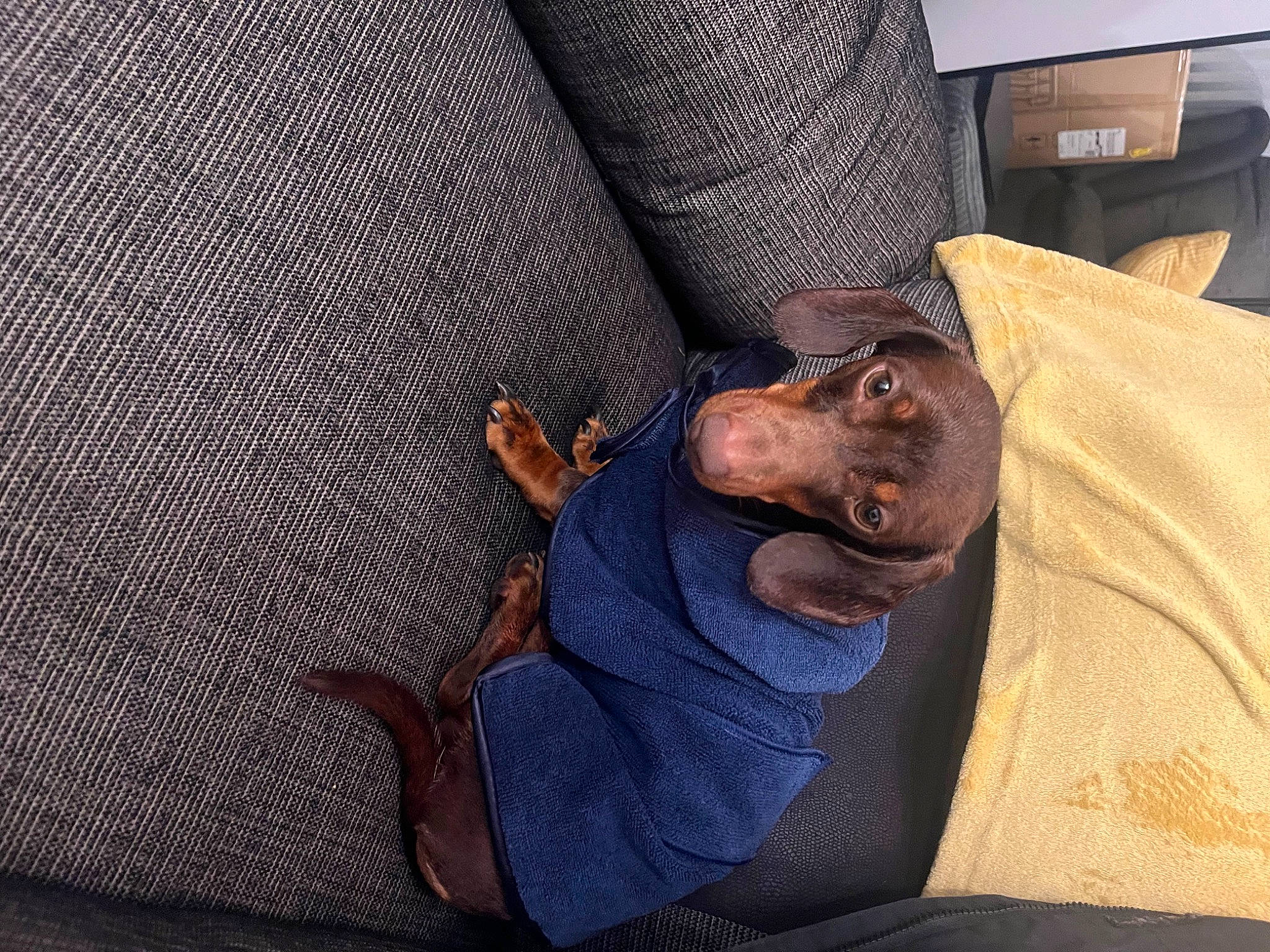 Hopper is registered to the contest to win money with this photo: carnivore, comfort, companion_dog, dog, dog_breed, ear, fawn, foot, gesture, grey, guard_dog, human_leg, knee, nail, paw, pinscher, toy_dog, whiskers, working_animal, wrist