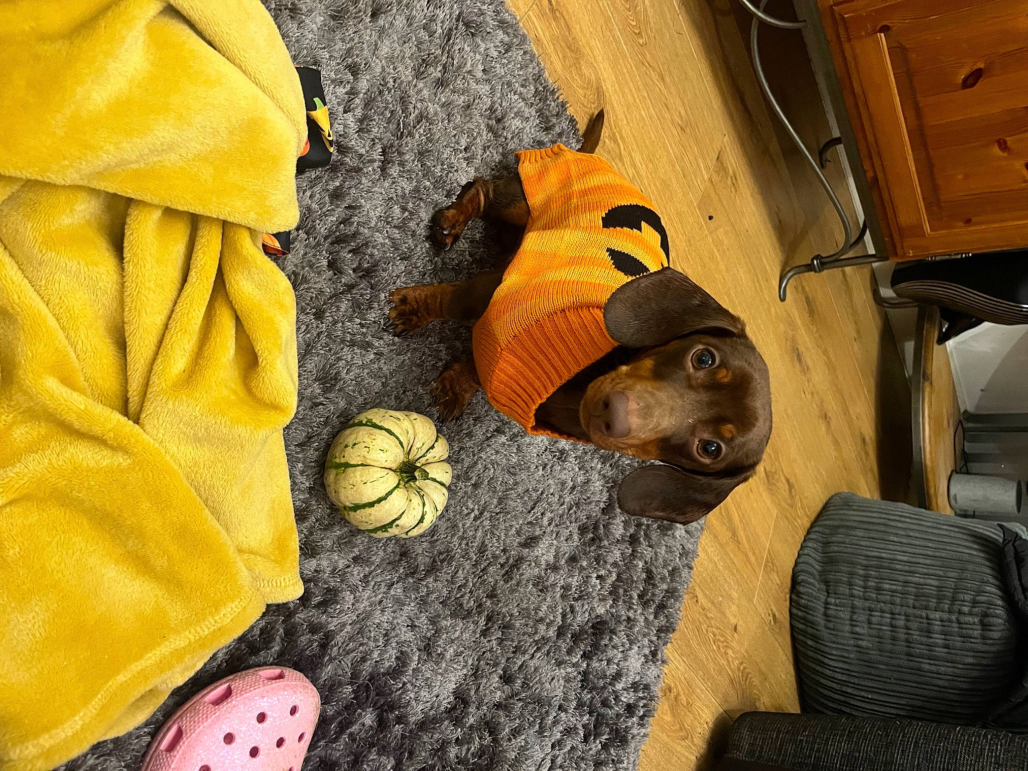 Hopper joined the competition — help win amazing prizes! bag, carnivore, comfort, companion_dog, dog, dog_breed, fashion_accessory, flooring, fur, guard_dog, hardwood, hat, linens, orange, pattern, personal_protective_equipment, room, thread, wood, working_animal