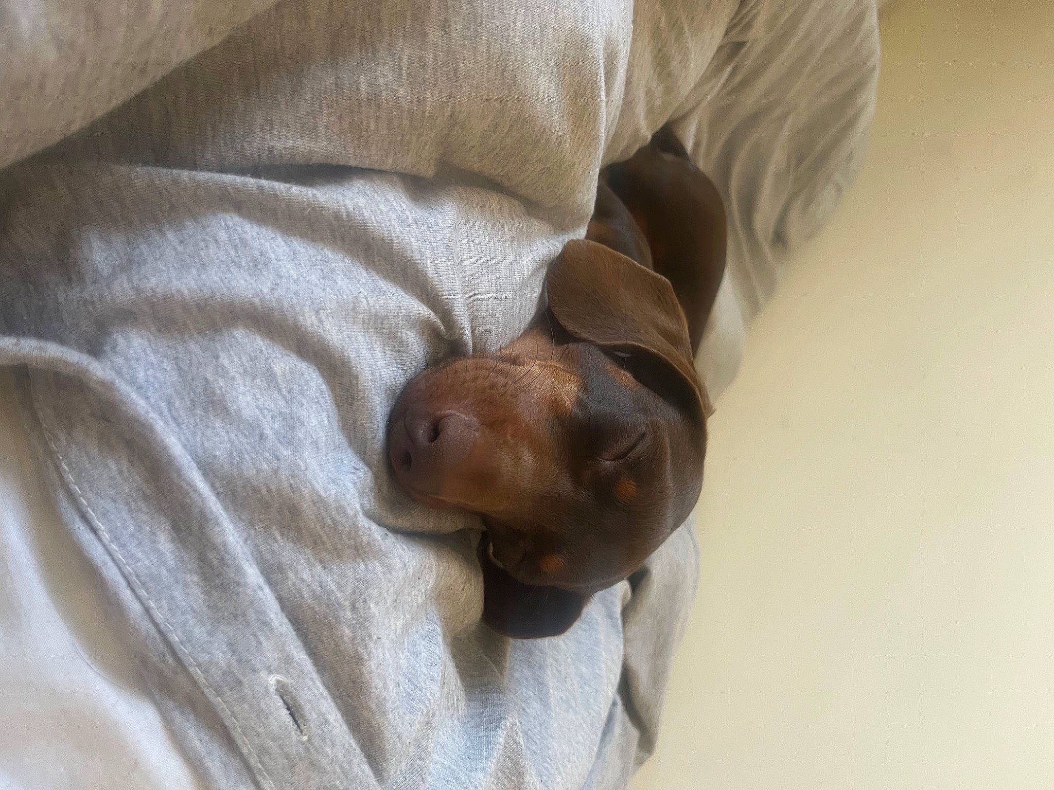 Hopper is registered to the contest to win money with this photo: brown, canidae, carnivore, comfort, companion_dog, dog, dog_breed, fawn, fur, hardwood, linens, liver, sporting_group, tail, terrestrial_animal, wood, working_animal