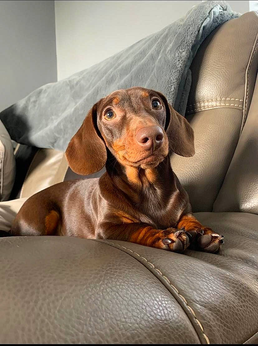 Hopper is registered to the contest to win money with this photo: brown, canidae, carnivore, comfort, companion_dog, dog, dog_breed, fawn, gun_dog, hound, hunting_dog, liver, scent_hound, snout, sporting_group, terrestrial_animal, whiskers, working_animal