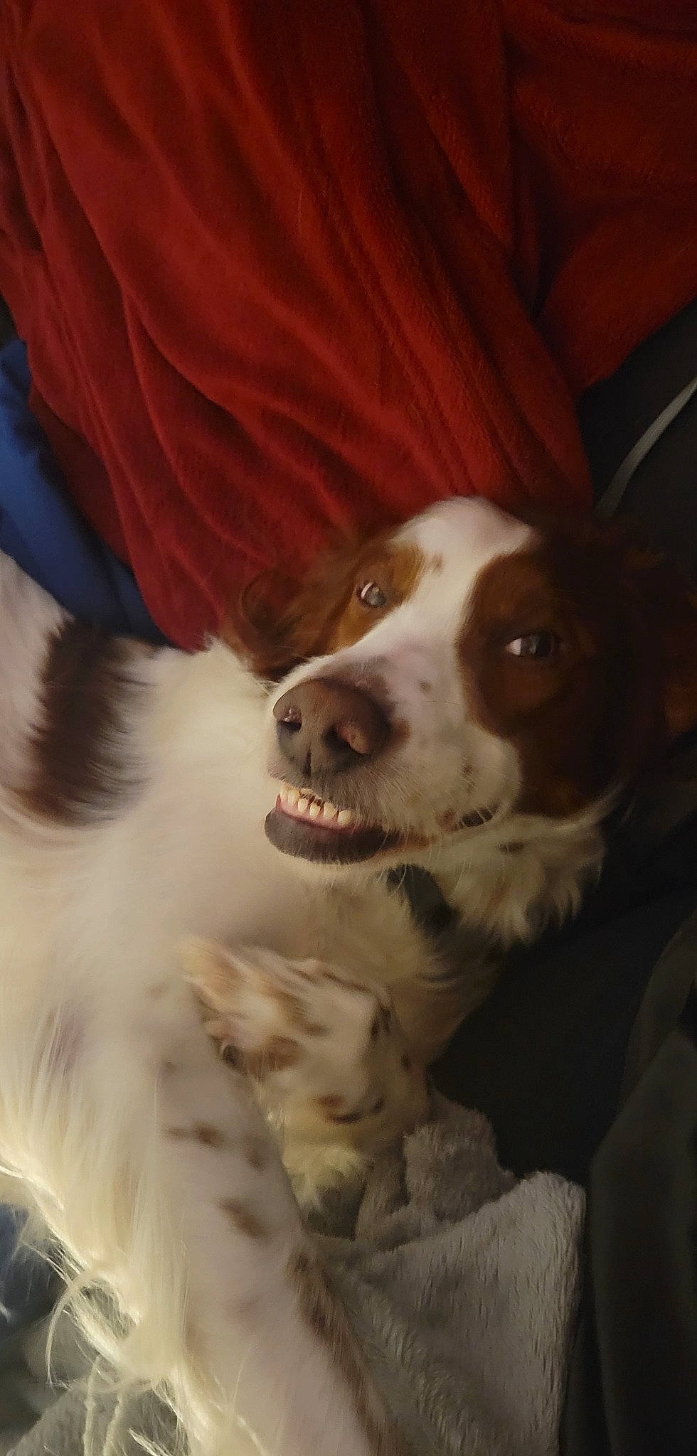 Rose joined the competition — help win amazing prizes! canidae, carnivore, companion_dog, dog, dog_breed, door, fur, herding_dog, liver, mammal, snout, sporting_group, terrestrial_animal, whiskers, wood, working_animal, working_dog