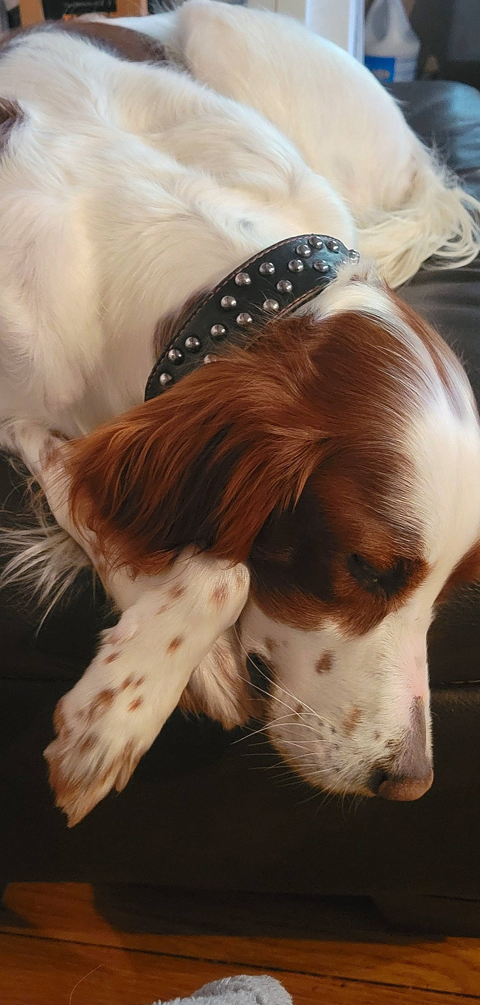 Rose is registered to the contest to win money with this photo: carnivore, collar, companion_dog, costume_hat, dog, dog_breed, dog_collar, dog_supply, ear, fashion_accessory, fawn, hat, headpiece, liver, pet_supply, snout, sporting_group, tail, whiskers, working_animal