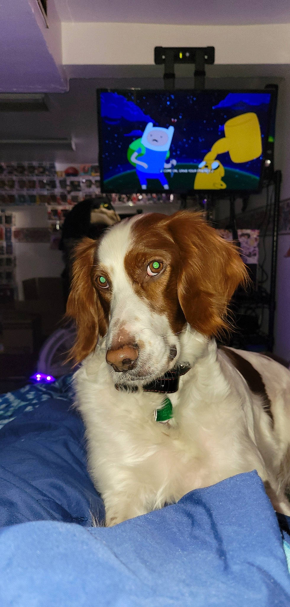 Rose is registered to the contest to win money with this photo: canidae, carnivore, collar, companion_dog, dog, dog_breed, dog_collar, event, fun, fur, gun_dog, happy, holiday, liver, picture_frame, snout, spaniel, sporting_group, television, working_animal