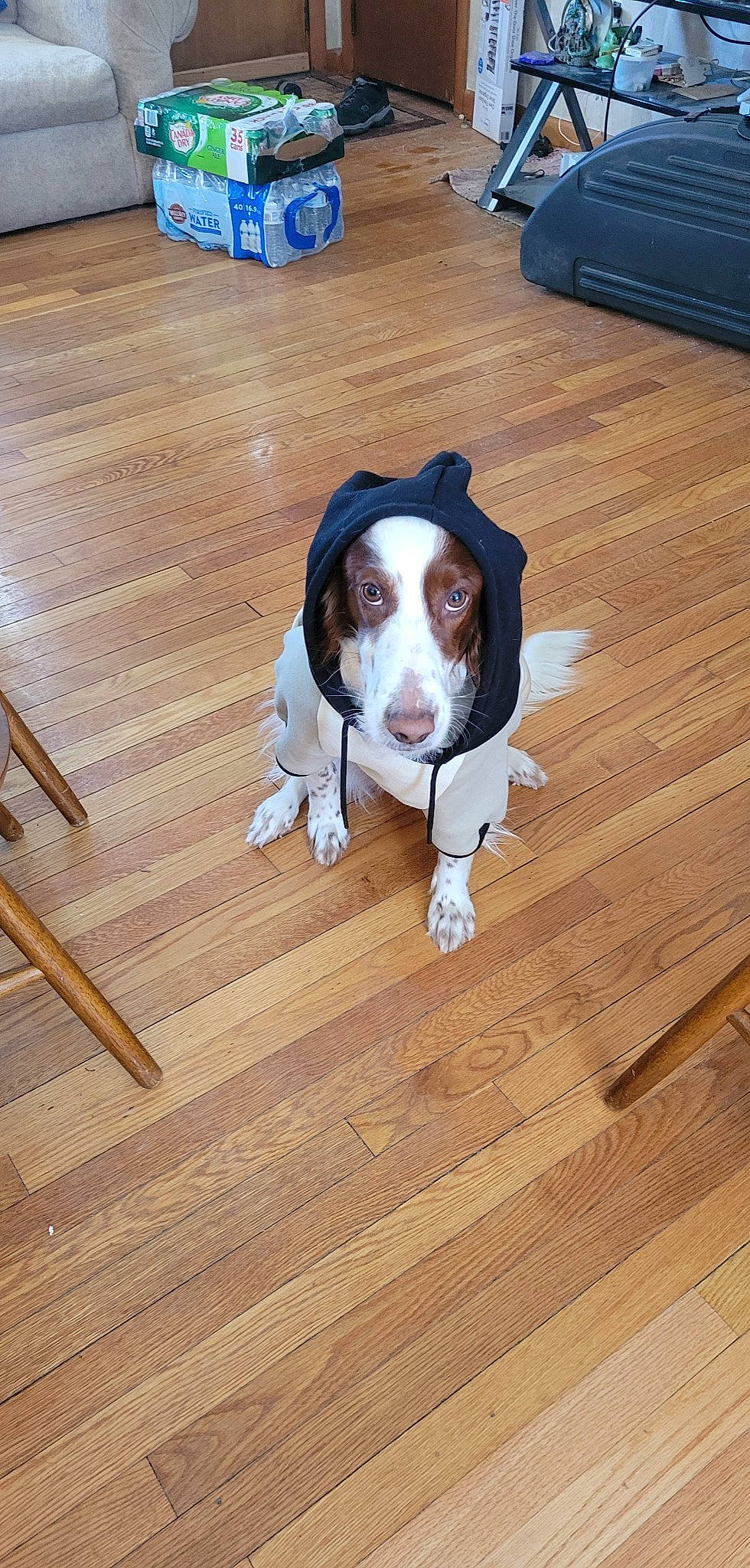 Rose joined the competition — help win amazing prizes! carnivore, companion_dog, dog, dog_breed, dog_supply, fawn, floor, flooring, hardwood, hound, laminate_flooring, liver, plank, snout, sporting_group, tail, varnish, wood, wood_stain, working_animal