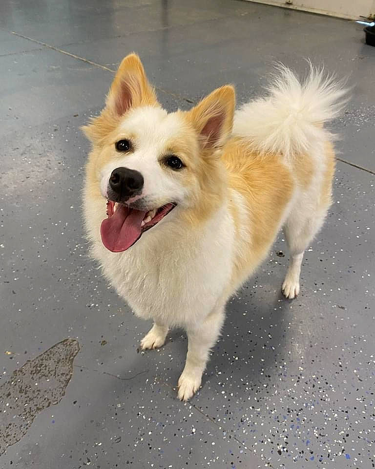 Koda joined the competition — help win amazing prizes! ancient_dog_breeds, canidae, carnivore, collar, companion_dog, dog, dog_breed, dog_supply, fawn, fur, non_sporting_group, paw, road_surface, snout, spitz, sporting_group, tail, toy_dog, whiskers, working_dog