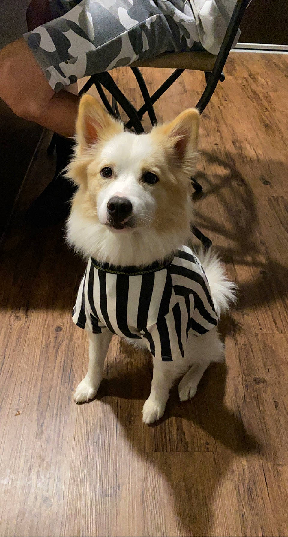 Koda is registered to the contest to win money with this photo: canidae, carnivore, companion_dog, dog, dog_breed, dog_clothes, dog_supply, fashion_accessory, fawn, fur, german_spitz, party_hat, pet_supply, snout, spitz, sporting_group, tail, toy_dog, wood, working_animal