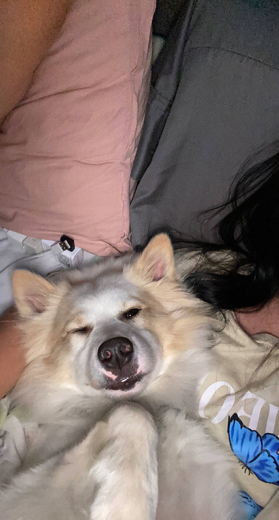 Koda joined the competition — help win amazing prizes! carnivore, comfort, companion_dog, dog, dog_breed, ear, fang, fawn, fur, german_spitz, german_spitz_mittel, happy, indian_spitz, paw, shout, smile, snout, spitz, sporting_group, whiskers