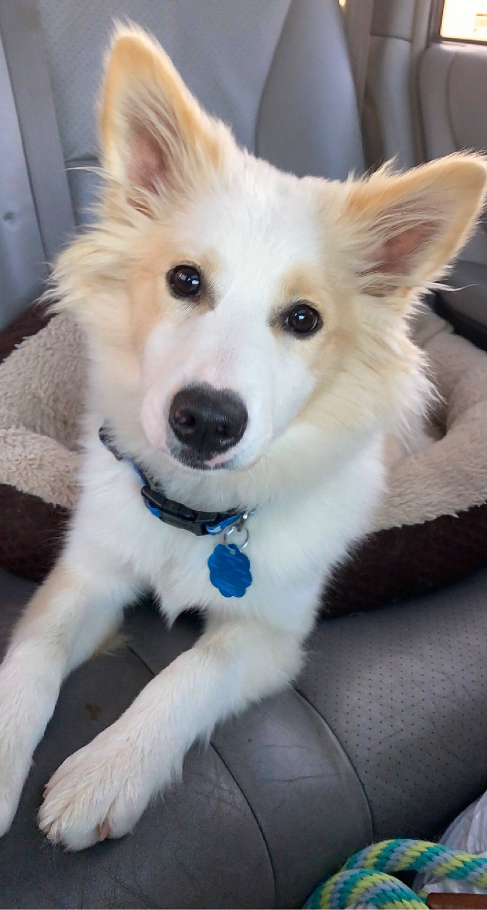 Koda is registered to the contest to win money with this photo: ancient_dog_breeds, carnivore, collar, companion_dog, dog, dog_breed, dog_collar, door, electric_blue, fawn, fur, herding_dog, plant, snout, sporting_group, whiskers, working_dog