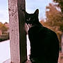 cat, black_and_white, animal, pet, fur, whiskers, ears, outdoor, wood, pillar, texture, blurred_background, nature, calm, looking, sitting, daylight, feline, portrait, closeup