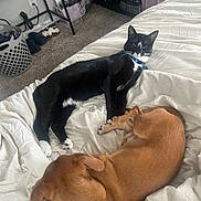 Chapo joined the competition — help win amazing prizes! cat, dog, bed, white_bedspread, black_and_white_cat, brown_dog, sleeping, indoor, pet_crate, laundry_basket, carpet, collar, furniture, relaxing, animal, domestic_animal, cozy, resting, companions, home