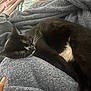 cat, black_and_white, sleeping, whiskers, blanket, fabric, cozy, indoor, pet, fur, paw, resting, soft, texture, comfort, relaxation, animal, cute, domestic, nap