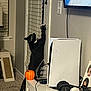 cat, black_cat, indoor, door, door_handle, pumpkin_bucket, carpet, window_blinds, television, headphones, award_trophy, table, wall, photo_frame, decor, curious, pet, furniture, technology, living_room
