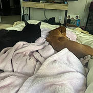 Mac is registered to the contest to win money with this photo: black_cat, brown_dog, bed, blanket, pink_blanket, pet, animal, resting, cozy, indoor, furniture, room, carpet, table, cage, foot, relaxing, sleeping, companion, domestic