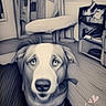 Whiskey is registered to the contest to win money with this photo: animal, canine, chair, cozy, cute, decor, dog, drawing_effect, expression, floor, furniture, heart, home, indoor, looking_up, pet, portrait, room, shelf, window