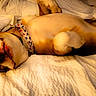 dog, sleeping, bed, blanket, bandana, paw, fur, nose, cozy, relaxed, pet, indoor, canine, white_bed, resting, cute, domestic_animal, animal, warm_light, comfort