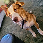 Whiskey joined the competition — help win amazing prizes! animal, blue_eyes, brown_and_white_fur, carpet, charm, closeup, collar, curious_expression, dog, domestic_animal, ears, four_legs, furry, indoor, nose, paw, pet, portrait, sitting, whiskers