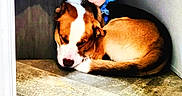 Whiskey is registered to the contest to win money with this photo: animal, brown_and_white, calm, collar, corner, cozy, curled_up, dog, floor, fur, indoor, napping, pet, quiet, relaxed, resting, shaded, sleeping, small_space, tile_floor