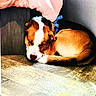 animal, brown_and_white, calm, collar, corner, cozy, curled_up, dog, floor, fur, indoor, napping, pet, quiet, relaxed, resting, shaded, sleeping, small_space, tile_floor