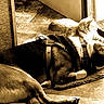 Whiskey joined the competition — help win amazing prizes! animal, cat, companion, dog, door, floor, friendship, harness, indoor, looking_out, mat, peaceful, pet, relaxing, resting, sepia, service_dog, sunlight, tile_floor, window