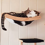 Ziggi Et Youn participe au concours pour gagner de l'argent avec cette photo : animal, bag, basket, cat, chair, closet, drawer, furniture, hammock, hardwood, indoors, interiordesign, kitten, manx, person, pet, plywood, shelf, sleeping, wood