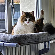 Aslow a rejoint le concours — aidez-le/la à gagner de superbes lots ! cat, fluffy_cat, long_hair, pet, animal, window, indoors, sunlight, portrait, sitting, tail, fur, white_fur, brown_fur, black_fur, pink_nose, green_eyes, cat_bed, radiator, home