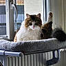 cat, fluffy_cat, long_hair, pet, animal, window, indoors, sunlight, portrait, sitting, tail, fur, white_fur, brown_fur, black_fur, pink_nose, green_eyes, cat_bed, radiator, home
