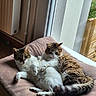 Aslow participe au concours pour gagner de l'argent avec cette photo : cats, cat, felines, two_animals, fluffy, tabby, longhaired, white_fur, brown_fur, pet, sleeping, resting, cuddling, sitting, bed, cushion, indoor, window, sunlight, cozy