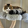 Aslow a rejoint le concours — aidez-le/la à gagner de superbes lots ! cat, long_hair, fluffy, tabby, white_chest, pink_nose, pet, animal, sleepy, relaxed, lounging, cat_tree, scratching_post, plush, perch, tail, indoors, wood_paneling, home, portrait