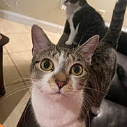Imogen is registered to the contest to win money with this photo: animal, blurred_background, cat, close_up, couch, curious, domestic_cat, feline, floor_tiles, fur, home, indoor, looking, pet, sitting, tabby_cat, tail, two_cats, whiskers, wide_eyes