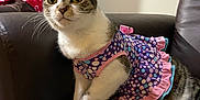 Imogen is registered to the contest to win money with this photo: alert, animal, blue, cat, chair, clothing, curious, cute, domestic, dress, ears, feline, indoor, leather, pet, pink, polka_dot, purple, sitting, whiskers