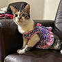 alert, animal, blue, cat, chair, clothing, curious, cute, domestic, dress, ears, feline, indoor, leather, pet, pink, polka_dot, purple, sitting, whiskers