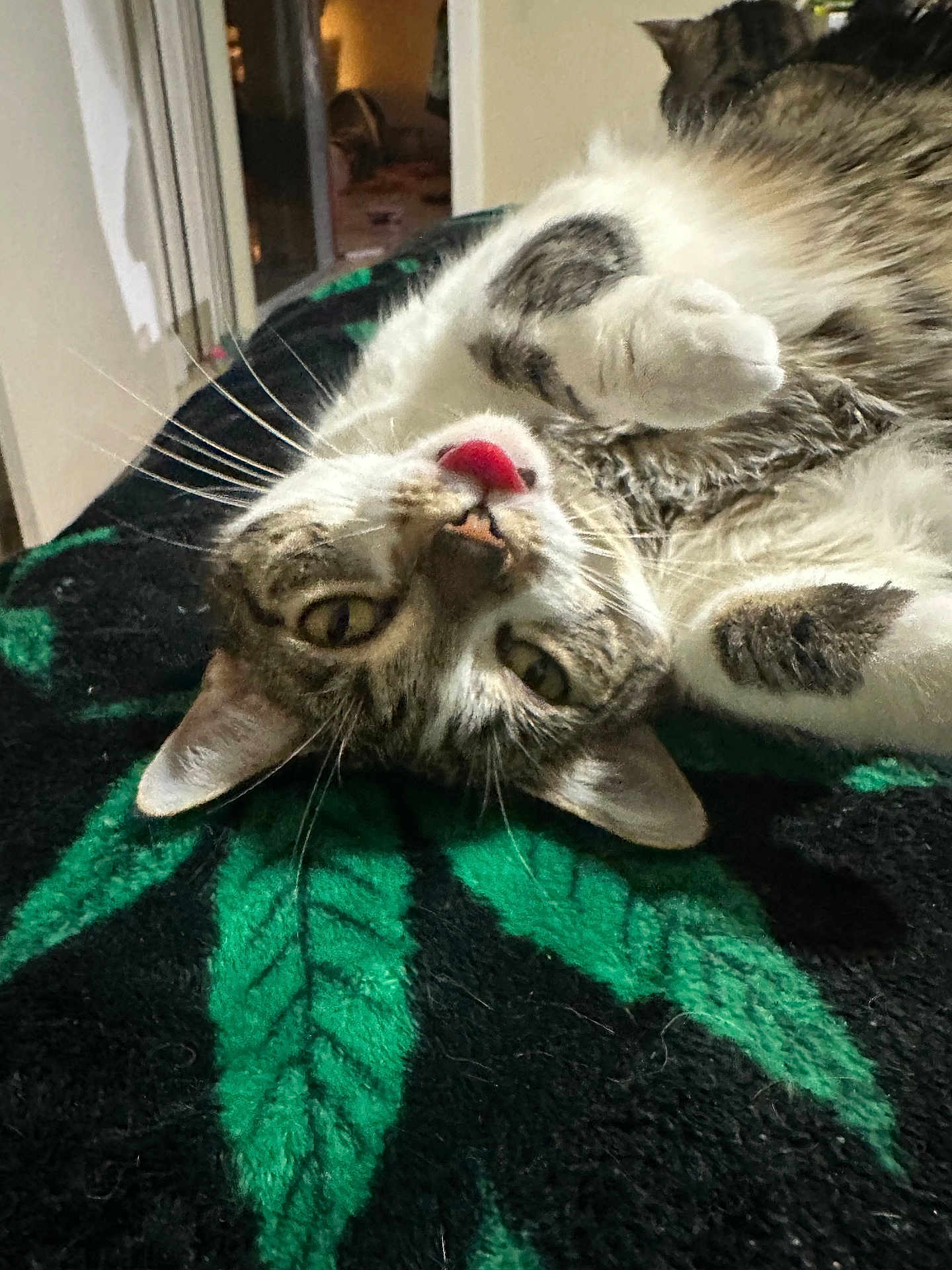 Imogen joined the competition — help win amazing prizes! animal, blanket, cat, closeup, cozy, cute, domestic_cat, funny, fur, indoor, leaf_pattern, lying_down, paw, pet, playful, relaxed, sleepy, tabby, tongue_out, whiskers