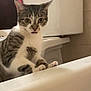 Imogen is registered to the contest to win money with this photo: animal, bathroom, bathtub, cat, curious, cute, domestic_animal, ears, fur, gray, household, indoor, looking, paws, pet, tabby_cat, tile_wall, toilet, whiskers, white