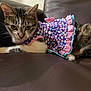 Imogen joined the competition — help win amazing prizes! animal, blue, cat, close_up, couch, curious, cute, dress, feline, indoor, leather, mammal, pet, pink, polka_dot, purple, resting, ruffle, tabby, yellow_eyes