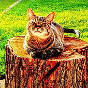 Sara joined the competition — help win amazing prizes! animal, backyard, cat, fence, frontal_view, garden, grass, lawn, outdoor, palm_tree, pet, portrait, serious_expression, sitting, striped_fur, tabby_cat, tail, text_overlay, tree_stump, wood