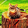 animal, backyard, cat, fence, frontal_view, garden, grass, lawn, outdoor, palm_tree, pet, portrait, serious_expression, sitting, striped_fur, tabby_cat, tail, text_overlay, tree_stump, wood