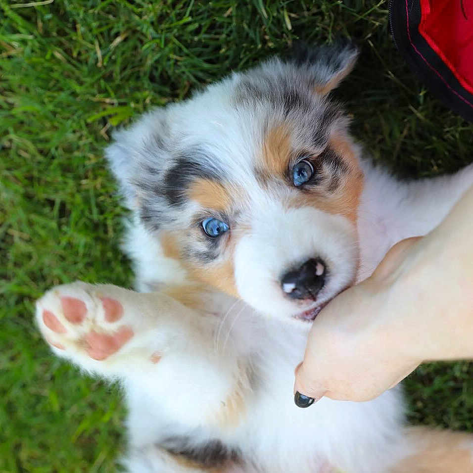 Tatum is registered to the contest to win money with this photo: animal, ball, canine, dog, face, football, grass, head, husky, lawn, person, pet, photography, plant, puppy, soccer, soccerball, sport, tennis, tennisball