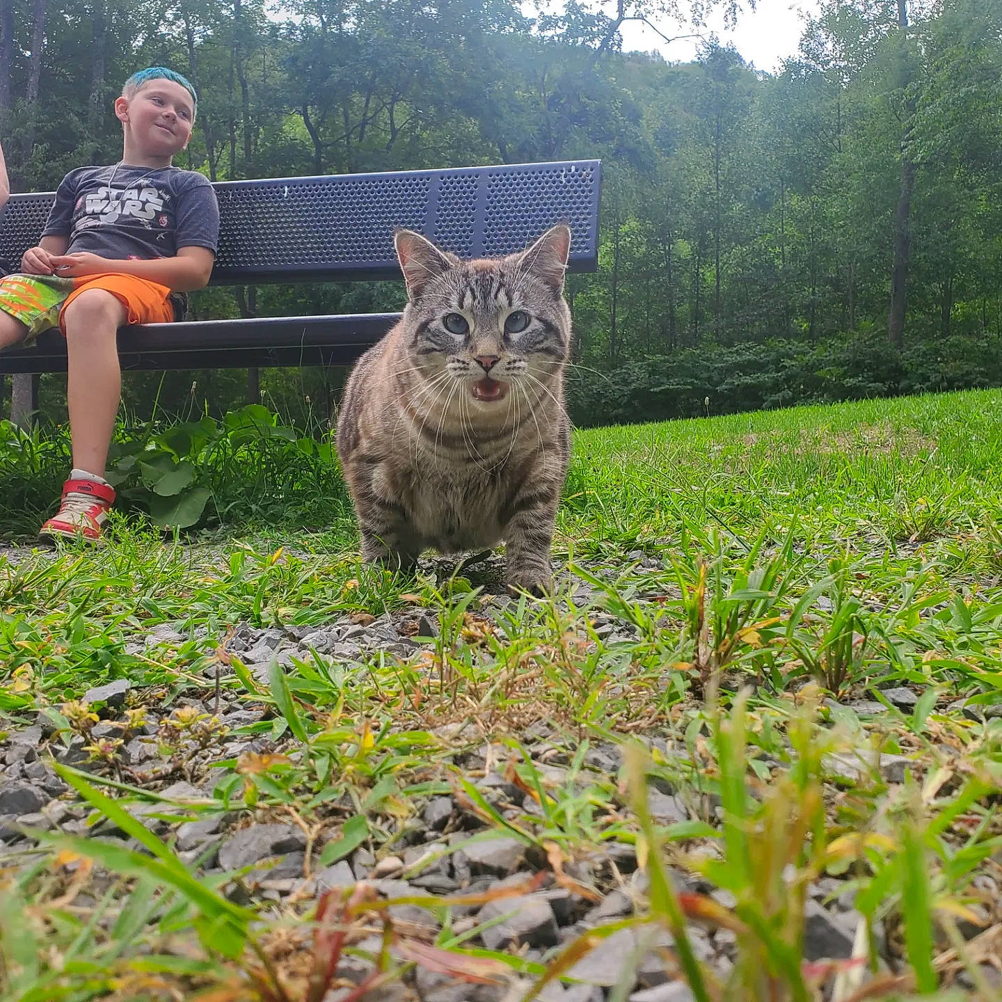 Hera joined the competition — help win amazing prizes! carnivore, cat, domestic_short_haired_cat, fawn, felidae, garden, grass, grass_family, groundcover, lawn, leg, luggage_and_bags, plant, shorts, shrub, small_to_medium_sized_cats, tail, terrestrial_animal, tree, whiskers