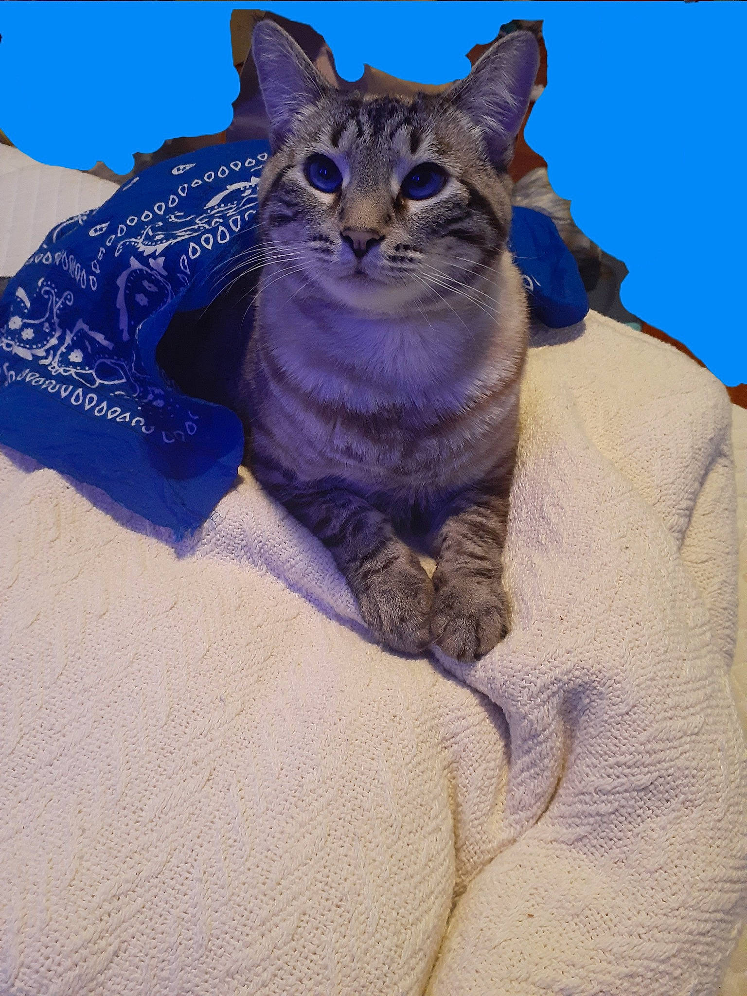 Hera is registered to the contest to win money with this photo: carnivore, cat, comfort, domestic_short_haired_cat, electric_blue, felidae, fur, paw, sitting, sleeve, small_to_medium_sized_cats, snout, terrestrial_animal, whiskers, wildlife, window