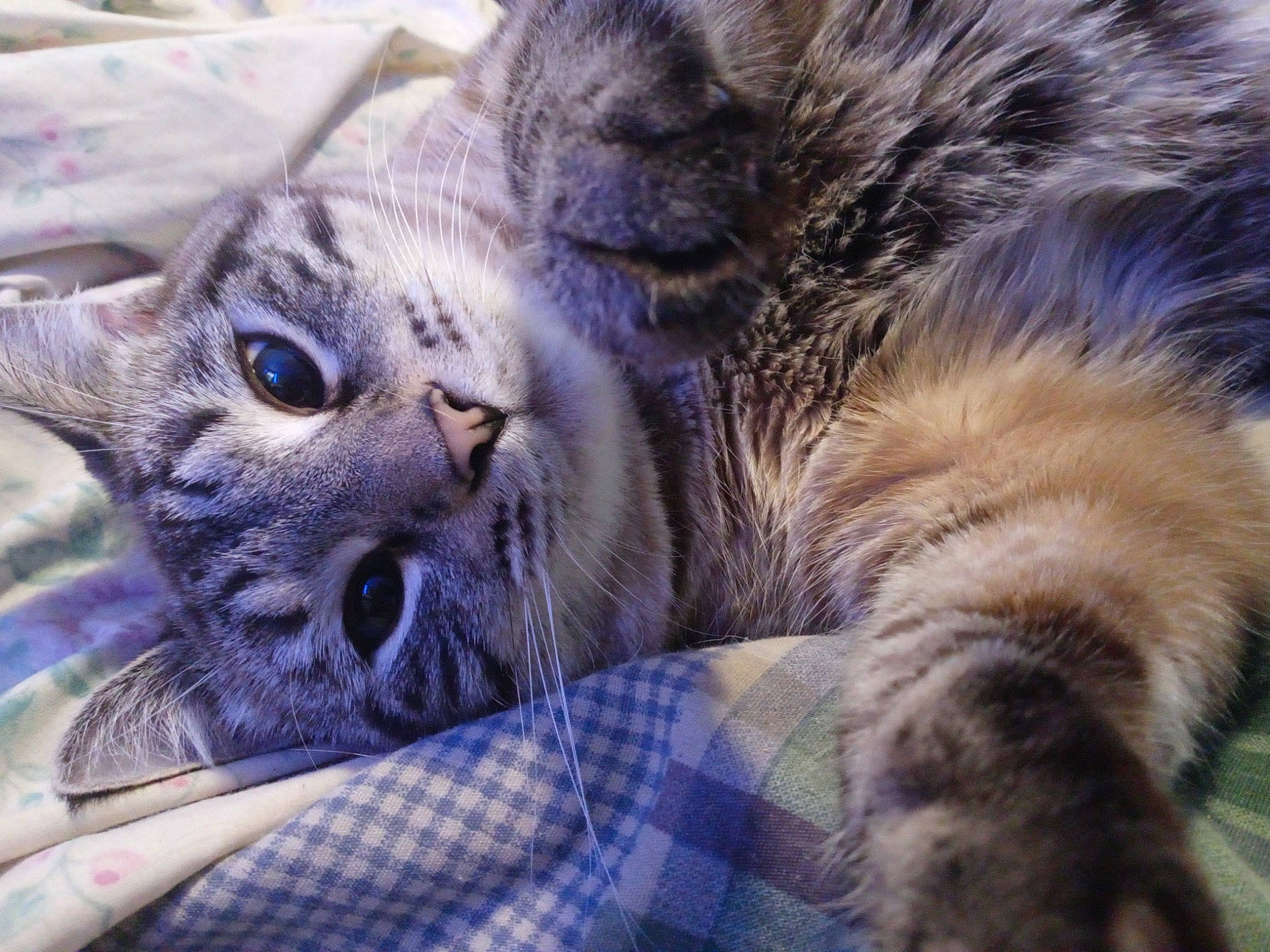 Hera joined the competition — help win amazing prizes! carnivore, cat, claw, close_up, comfort, domestic_short_haired_cat, electric_blue, felidae, fur, pattern, paw, plaid, small_to_medium_sized_cats, snout, tartan, terrestrial_animal, whiskers, wildlife