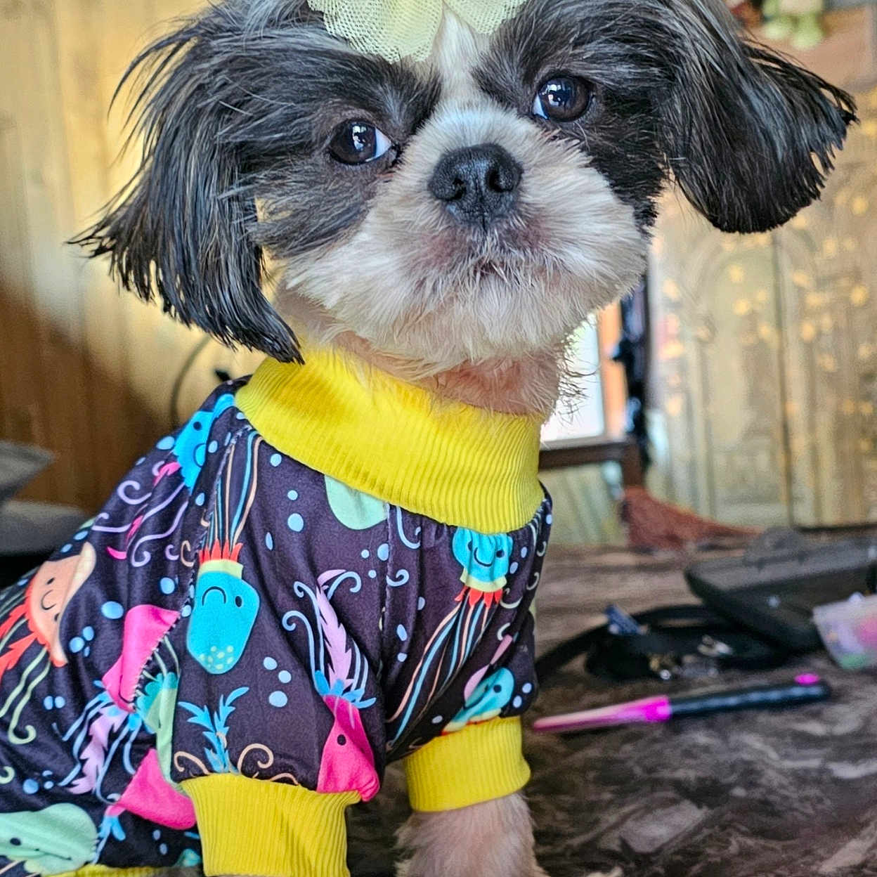 Dixie is registered to the contest to win money with this photo: affenpinscher, animal, canine, clothing, coat, costume, dog, dress, face, flower, flowerarrangement, head, indoors, person, pet, photography, plant, portrait, pottedplant, puppy