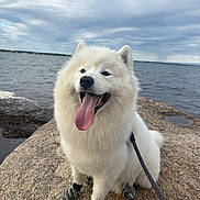 Beau is registered to the contest to win money with this photo: dog, samoyed, white_dog, tongue_out, dog_boots, leash, rock, water, lake, cloudy_sky, outdoor, pet, happy, fur, smiling, nature, canine, animal, sitting, cute