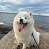 dog, samoyed, white_dog, tongue_out, dog_boots, leash, rock, water, lake, cloudy_sky, outdoor, pet, happy, fur, smiling, nature, canine, animal, sitting, cute