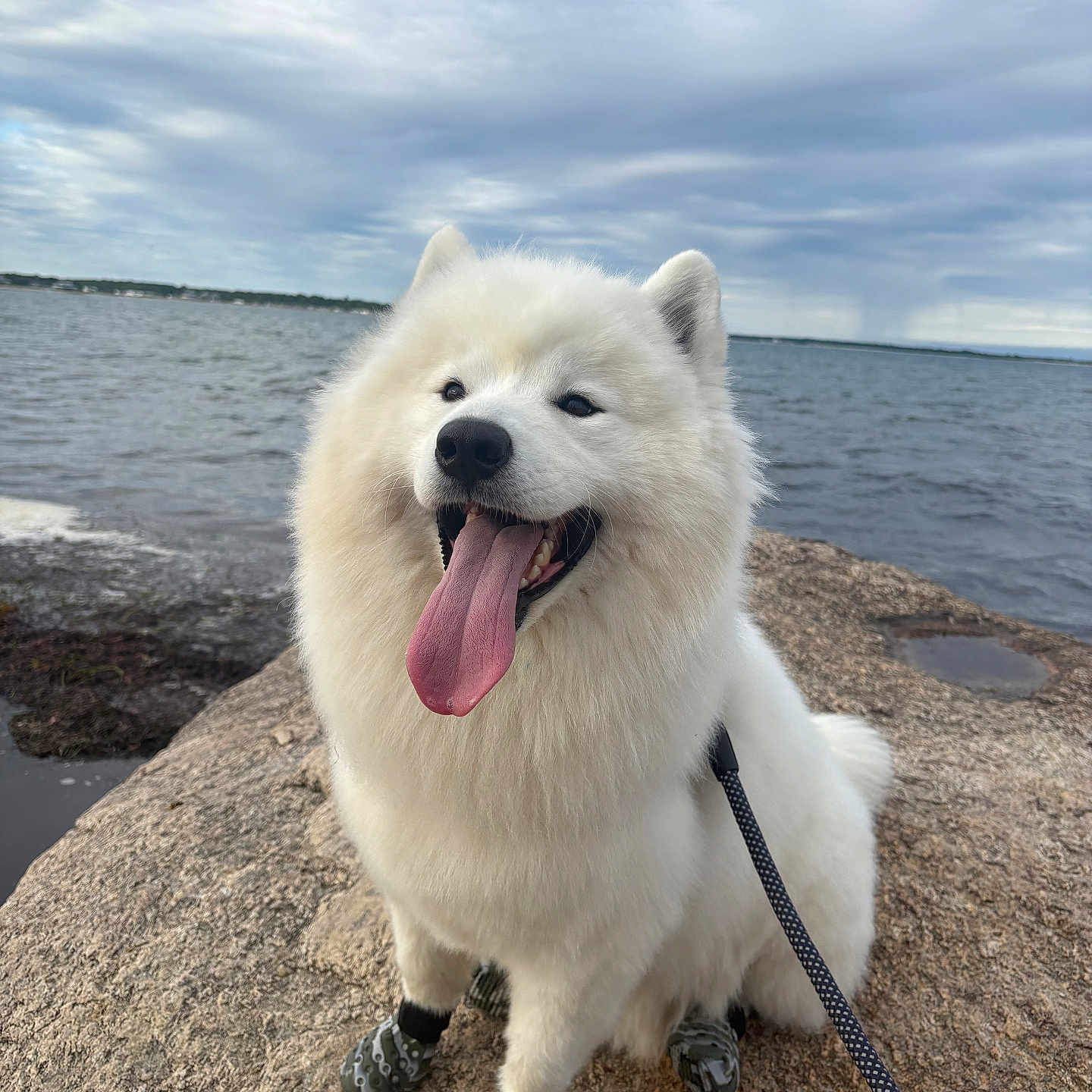 Beau