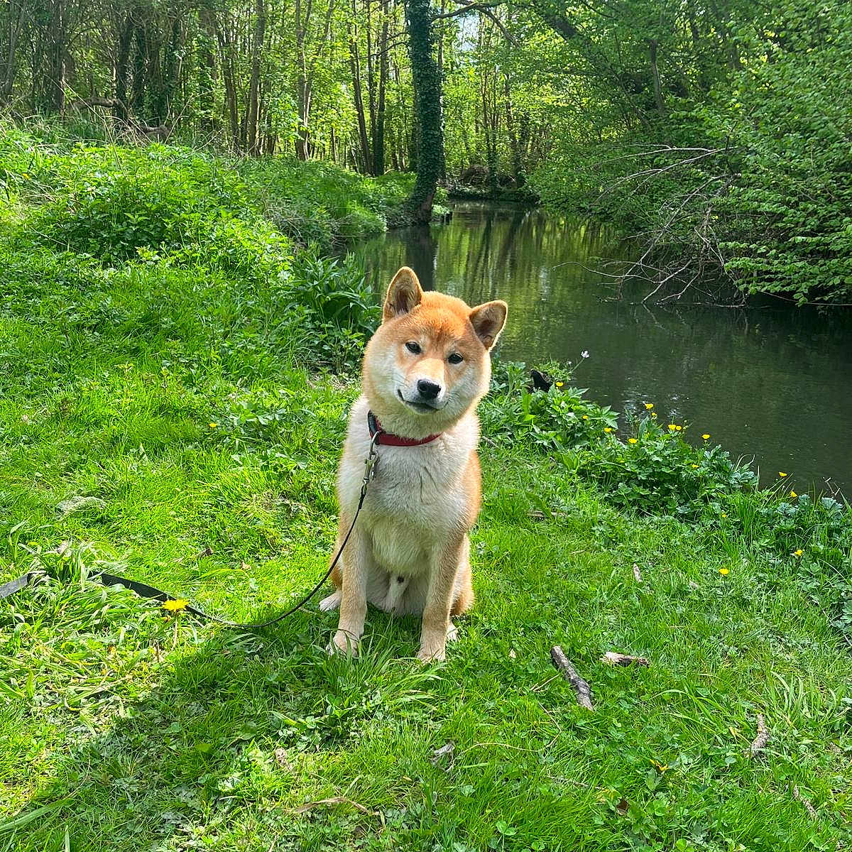 Yuki participe au concours pour gagner de l'argent avec cette photo : accessories, animal, canine, dog, grass, green, jungle, land, nature, outdoors, person, pet, plant, pond, puppy, tree, vegetation, walkingdog, water, woodland