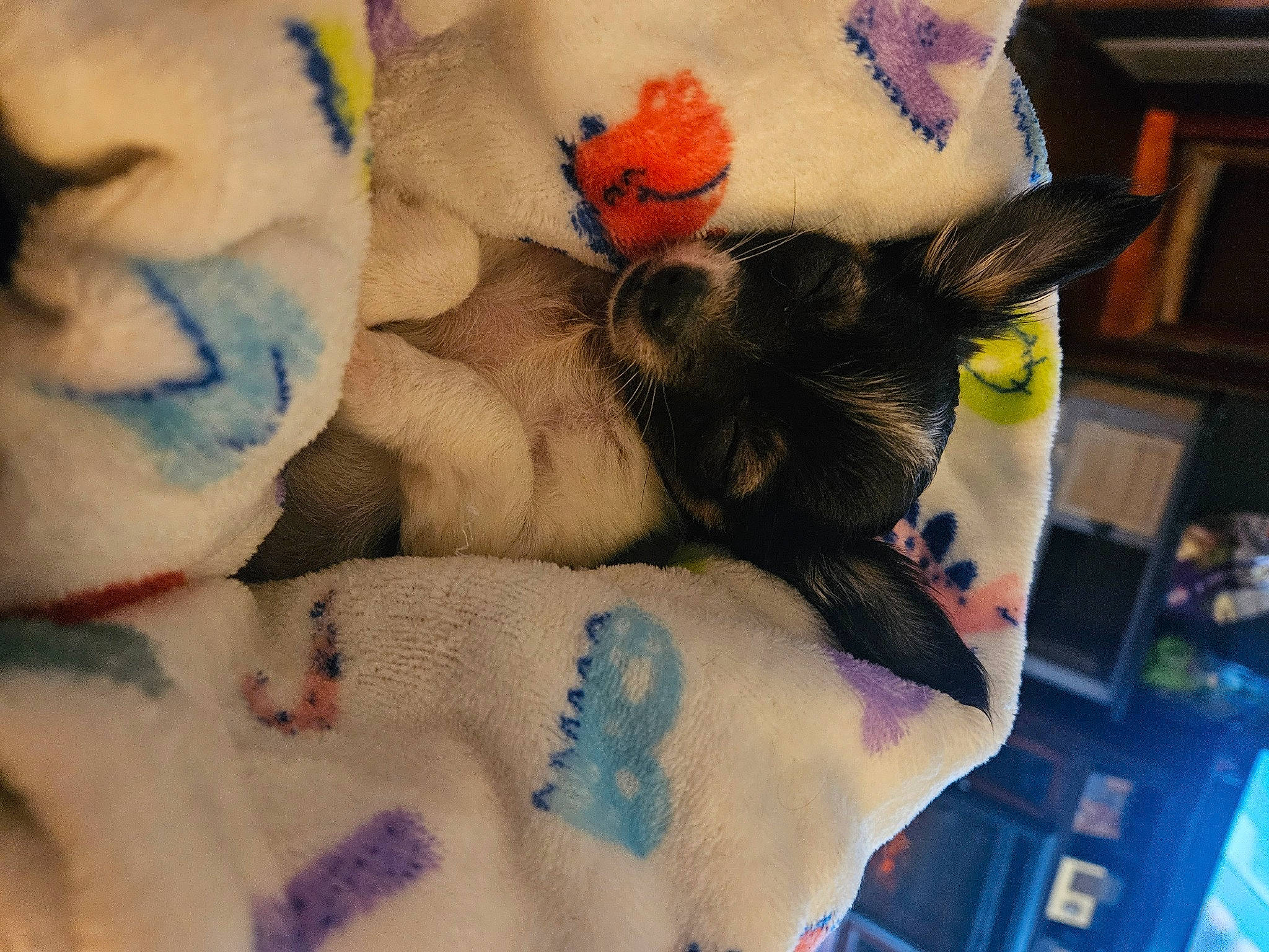 Luke is registered to the contest to win money with this photo: comfort, companion_dog, fawn, felidae, foot, fur, linens, mammal, pattern, paw, plush, room, small_to_medium_sized_cats, stuffed_toy, tail, teddy_bear, textile, toy, whiskers, wool