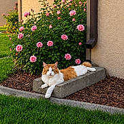 Spud is registered to the contest to win money with this photo: animal, cat, concrete, flowers, fluffy, garden, grass, house, landscaping, lawn, long_hair, lying_down, mulch, orange_and_white, outdoors, pet, portrait, relaxed, roses, wall