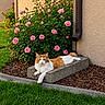 animal, cat, concrete, flowers, fluffy, garden, grass, house, landscaping, lawn, long_hair, lying_down, mulch, orange_and_white, outdoors, pet, portrait, relaxed, roses, wall
