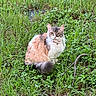 animal, bell, calm, cat, collar, curious, eyes, fluffy, fur, grass, greenery, leaf, mammal, nature, outdoor, pet, plant, sitting, whiskers, wildlife