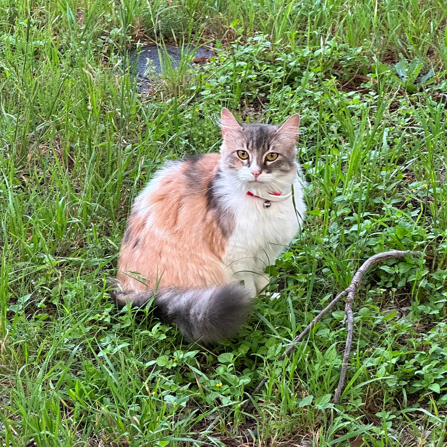 Lucy